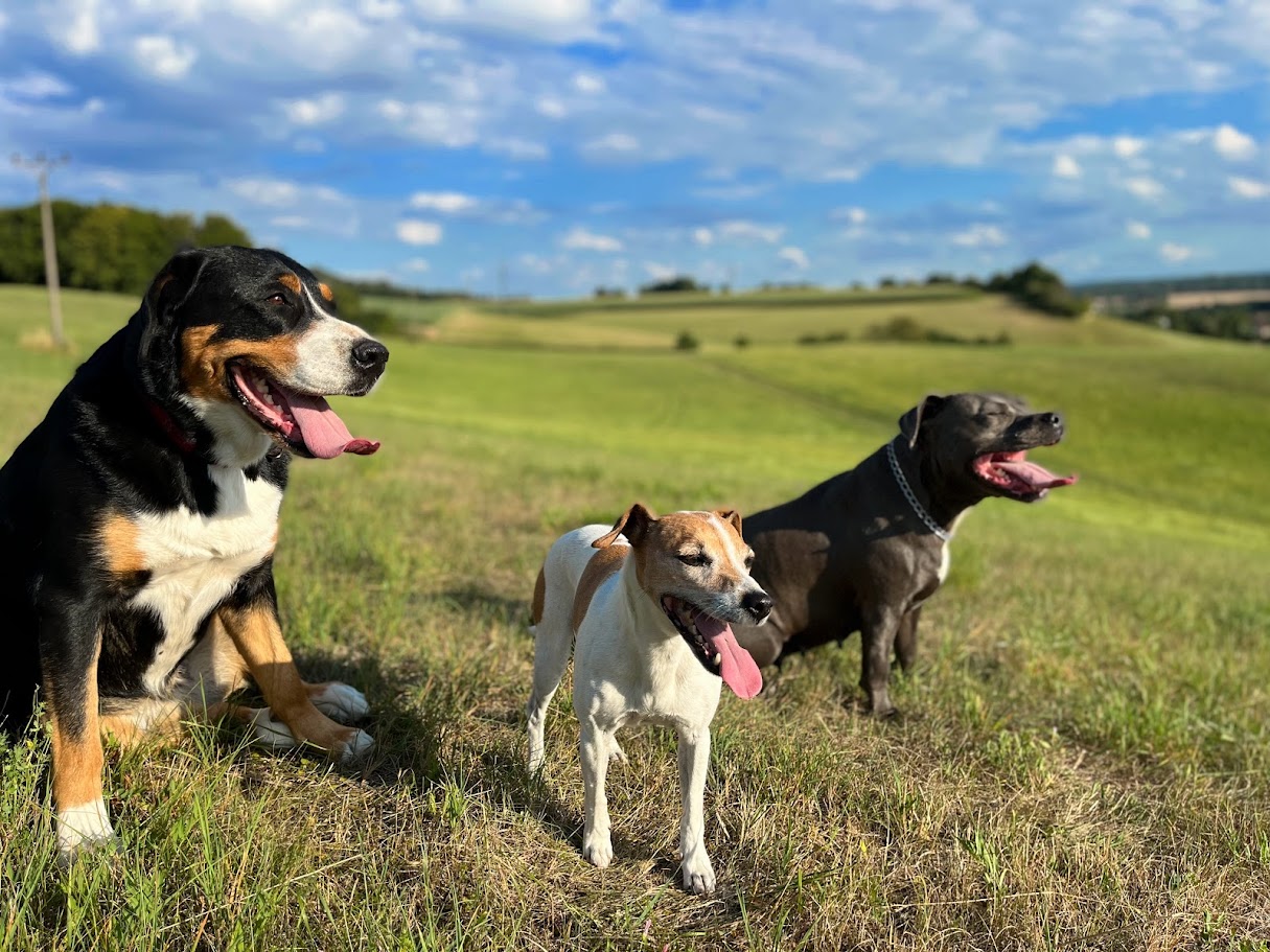 Identifikace zvířat pomocí mikročipu – bezpečnost, která dává smysl
