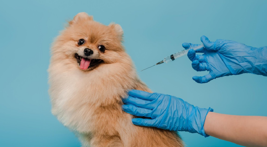 Veterinář načítá mikročip s teplotním senzorem u psa a kočky pomocí RFID čtečky.